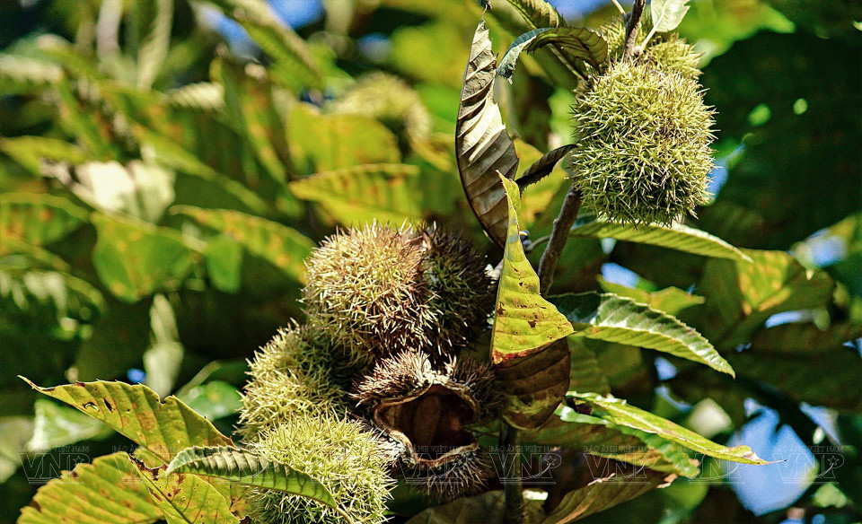未成熟时，板栗外观类似于未成熟的榴莲，外皮上长出尖锐的毛。图自越通社