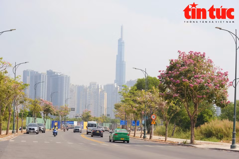 这几天来，玫红栎铃木染红了胡志明市多条街道。图自越通社/ 《信息报》