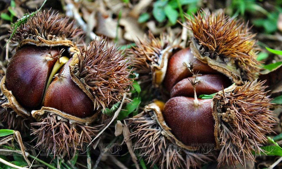 板栗进入成熟的季节。图自越通社