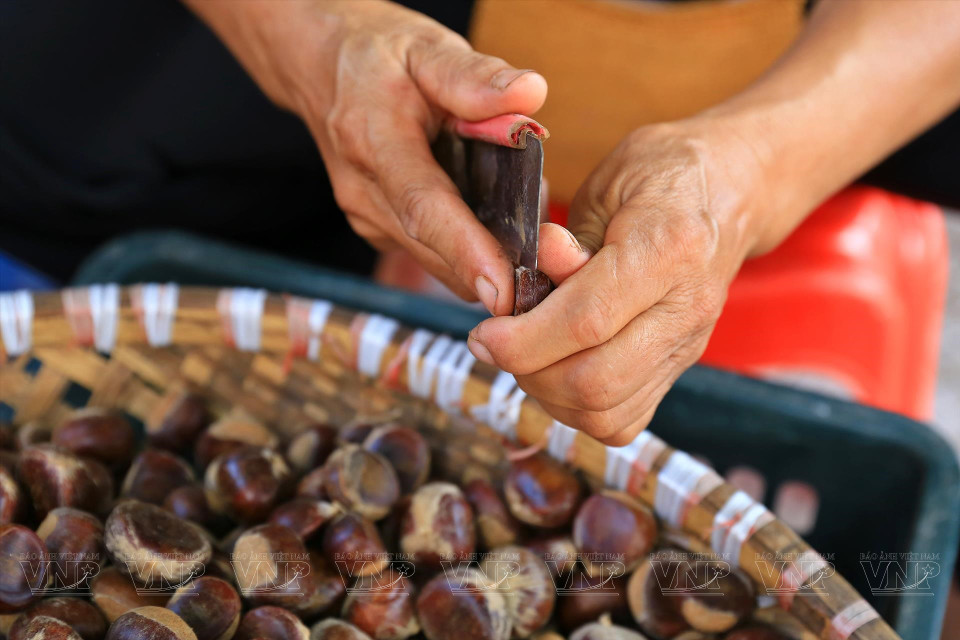 板栗壳剥壳是花费最多时间的工序，因为必须完全手工进行的。图自越通社