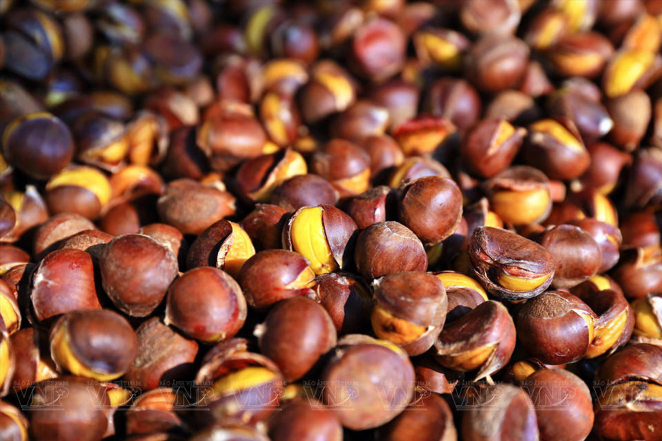 重庆板栗对人体健康有许多好处，如滋补肾脏、增强心脏健康、促进消化、美容养颜、对孕妇和哺乳期妇女有益等。图自越通社