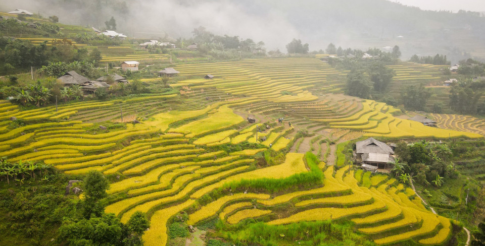 黄树肥梯田犹如铺在山林间的金色绸缎,呈现金色满坡的丰收景象。图自 越通社