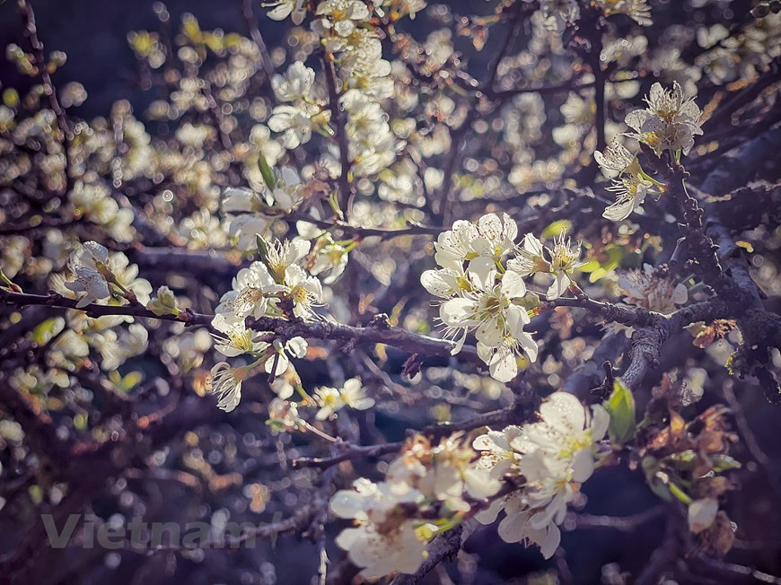 竞相怒放的李子花园。图自越通社Vietnam+