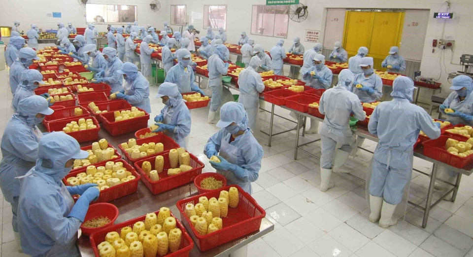 安江农产品进出口股份公司工厂的菠萝制品罐头罐装链。图片来源：越通社