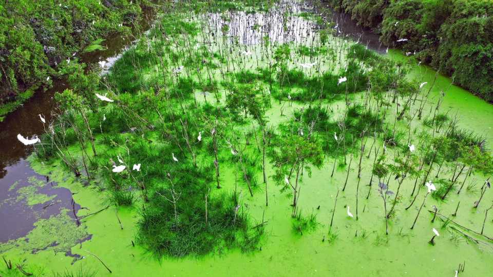 时平县思事白鹭园颇受游客的喜爱。图自越通社