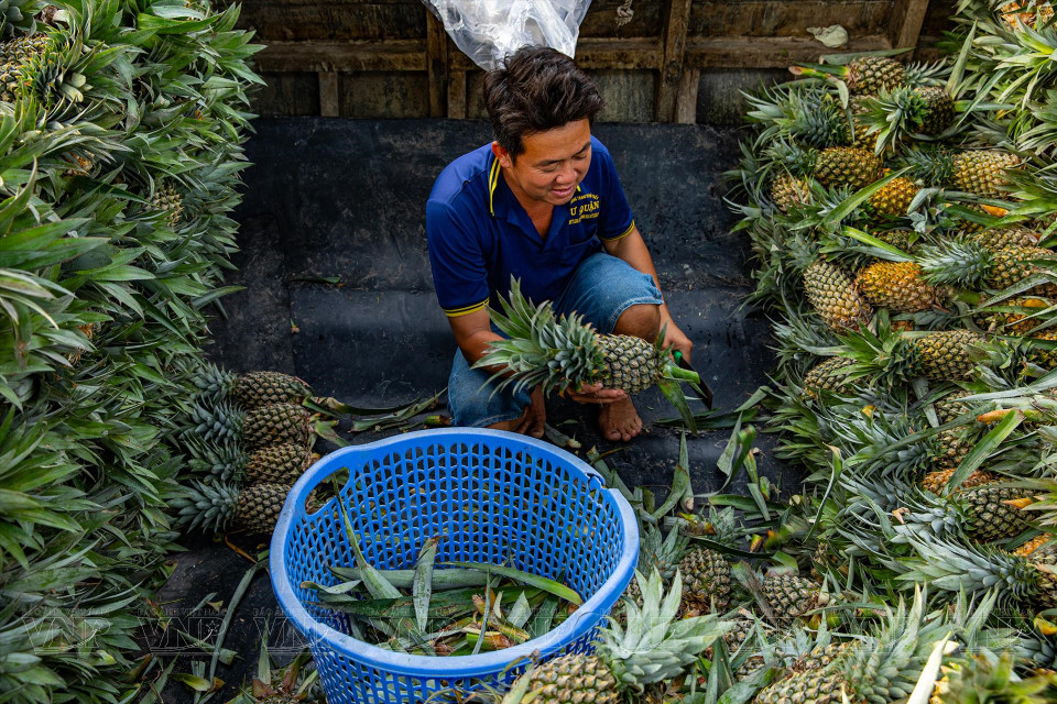 菠萝通过水路运输，聚集在五叉河口水上集市，服务商人前来购买。图自越通社/《越南画报》