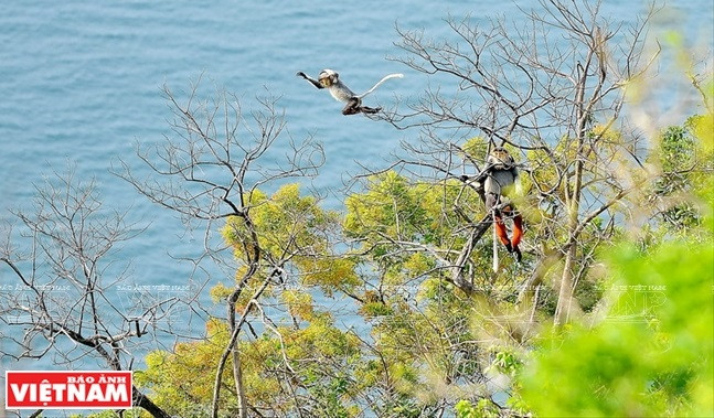 小猴在母猴的监视下玩耍。图自越通社/越南画报