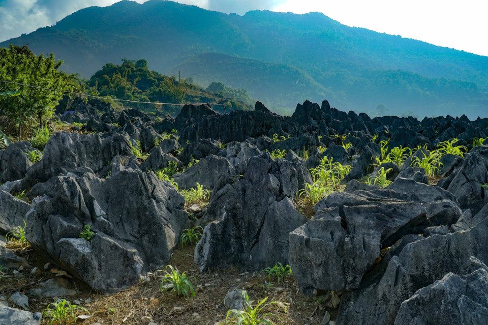 当地同胞在岩石高原上种植玉米。图自越通社