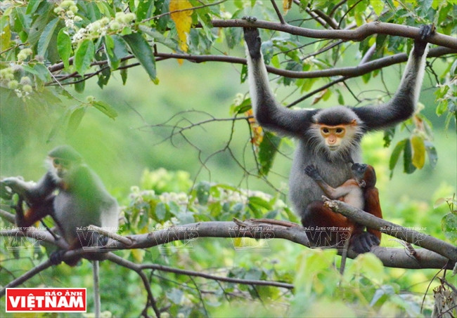 刚出生的婴猴紧贴母猴腹部以进行母乳喂养。图自越通社/越南画报