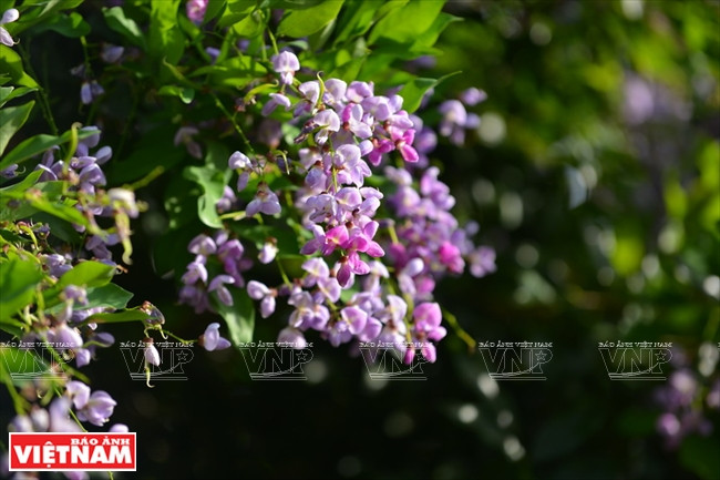 从4月到6月，山茶半岛满山山鸡血藤花盛开。这也是深受红腿白臀叶猴喜爱的食物。图自越通社/越南画报