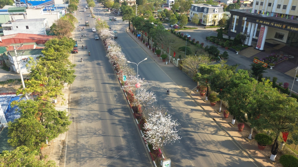 在河内前往山罗的道路上，羊蹄甲花开满了街道，给城市增添了一抹动人的浪漫色彩。图自越通社