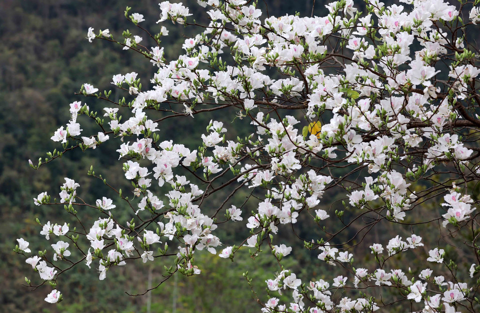 在西北人的心目中，羊蹄甲花不仅是一种漂亮的花种，而还象征着始终如一、不离不弃的爱情。图自越通社