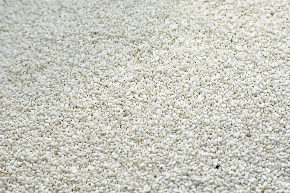 用来制作糍粑的糯米米粒饱满，口感软糯。图自越通社/越南画报