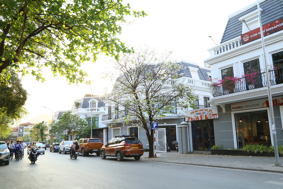在河内前往山罗的道路上，羊蹄甲花开满了街道，给城市增添了一抹动人的浪漫色彩。图自越通社