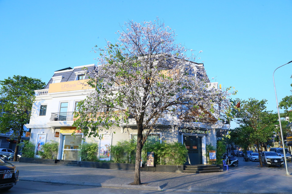 近年来，羊蹄甲花已成为西北地区各省旅游的美丽形象，成为向远近游客介绍这片和平、友好、好客的土地的象征。图自越通社