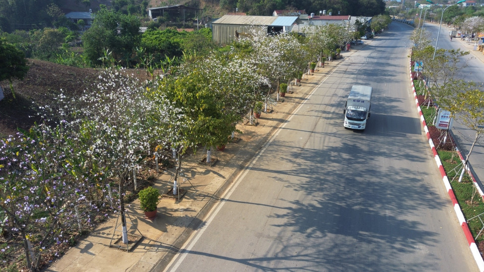 在从河内前往山罗省的道路上，到处都能看到羊蹄甲花。图自越通社