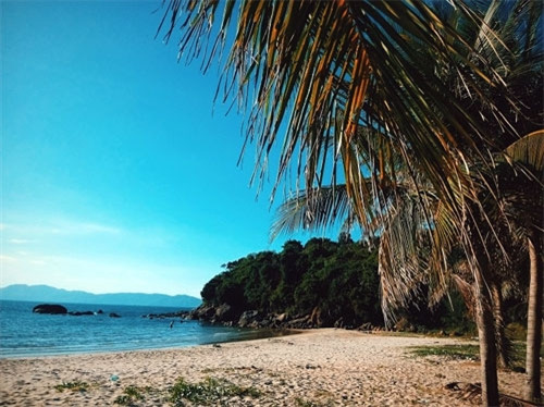 美丽的椰树在风中摇曳，其绿色同海洋的蓝色互相契合。