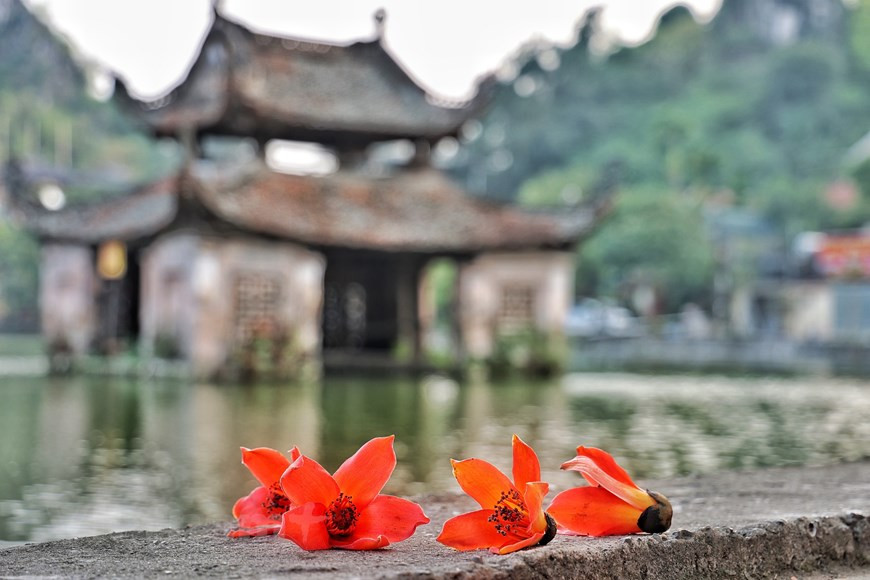 木棉树，别称攀枝花、红棉、斑芒树，是一种在热带及亚热带地区生长的落叶大乔木。木棉花的盛开象征着最后一次冷空气即将过去，夏天的温暖即将到来，也意味着最后一次冷空气即将过去，夏天的温暖即将到来。对越南北部平原的居民来说，木棉花十分熟悉。Vietnam+