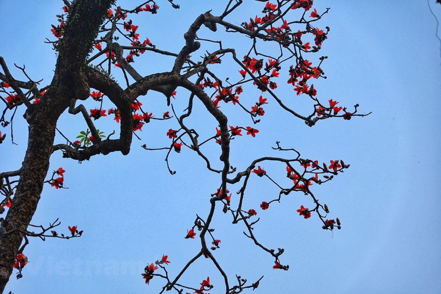 木棉树的枝干向左右伸开。木棉树的枝干十分粗大，需要两个小朋友手拉着手才能围住树干，但是木棉树身上却有着大大小小的小点，非常尖锐。虽然木棉树的树干上的枯黄的树叶还没有完全坠落下来，但是嫩绿的的叶子已经探出头来。图自Vietnam+
