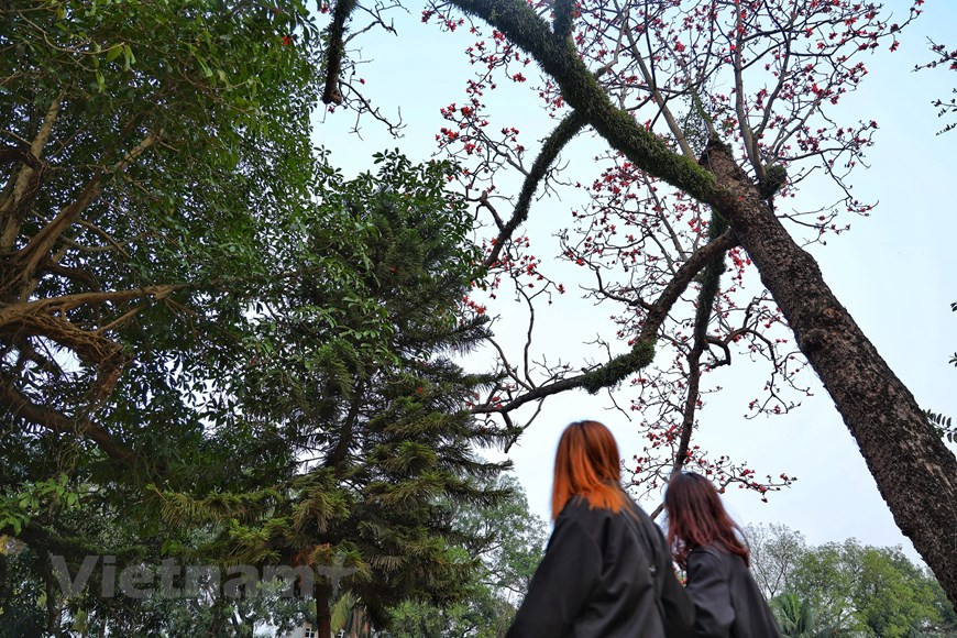 每逢三月，河内市国威县柴山山底的木棉花都像火焰般盛开，染红了整片天空。对越南北部平原的居民来说，木棉花十分熟悉。木棉花盛开给北部乡村营造了宁静的氛围。离乡人对村头的木棉树的印象十分深刻。许多音乐家、诗人、画家、摄影师以红色木棉花为主题而创造作品。图自Vietnam+