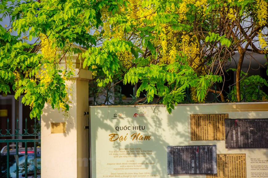 腊肠树的花期于5月初开始，并延长至8月底。种植腊肠树的河内市街道吸引不少人前来拍照打卡，这些“黄金雨”景象，随手一拍都是大片。抬头细看，蓝天、白云、黄花、绿叶相映成趣，明媚而美好，充满了夏日的气息。腊肠树开得灿烂，满树金黄的花瓣，让这里焕发勃勃生机。图自Vietnam+