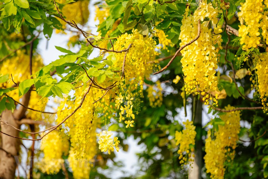 腊肠树又称阿勃勒。它的作用繁多，花朵呈黄色，开花时满树黄花，分外美丽。在越南，这种树还素有Osaka和黄花Osaka等名称。黄色花蕊圆润得像一颗颗金色的珍珠，而一片片花瓣紧密地簇拥在一起，形成一串串花絮，垂帘而下，灿烂一片，迎风摇曳。图自Vietnam+