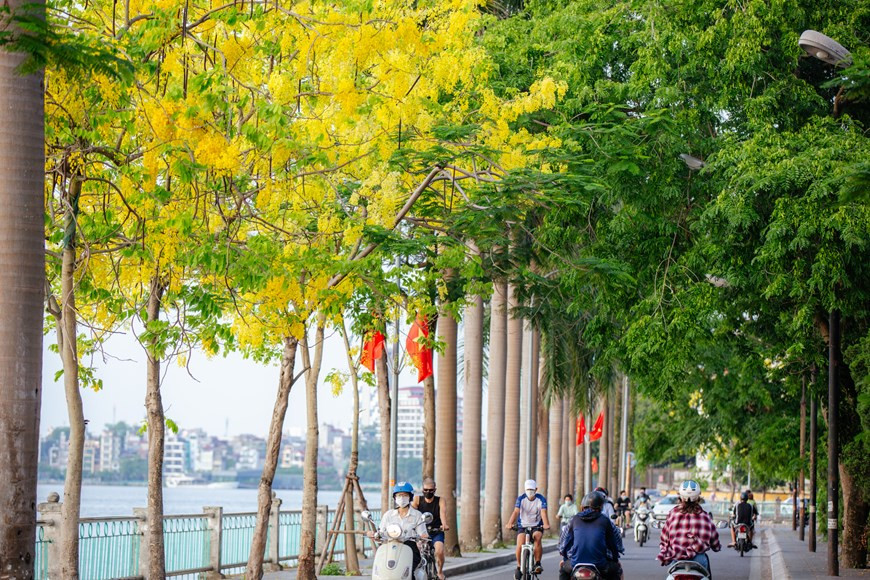 越南嘉莱、昆嵩、得乐、芽庄、大叻、岘港等地区均有栽培这种树。腊肠树又称阿勃勒。它的作用繁多，花朵呈黄色，开花时满树黄花，分外美丽。在越南，这种树还素有Osaka和黄花Osaka等名称。黄色花蕊圆润得像一颗颗金色的珍珠，而一片片花瓣紧密地簇拥在一起，形成一串串花絮，垂帘而下，灿烂一片，迎风摇曳。图自Vietnam+