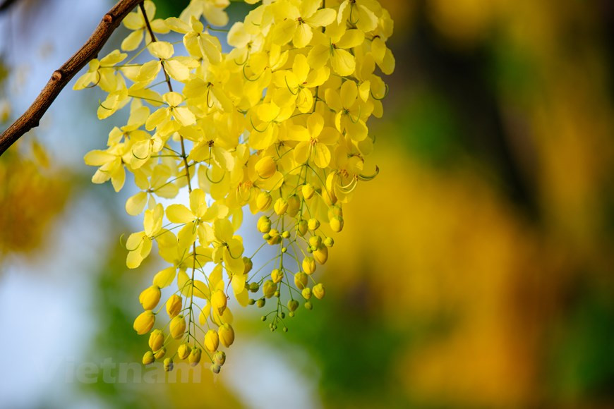 腊肠树又称阿勃勒。它的作用繁多，花朵呈黄色，开花时满树黄花，分外美丽。在越南，这种树还素有Osaka和黄花Osaka等名称。黄色花蕊圆润得像一颗颗金色的珍珠，而一片片花瓣紧密地簇拥在一起，形成一串串花絮，垂帘而下，灿烂一片，迎风摇曳。图自Vietnam+