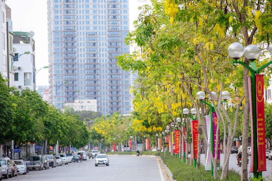 腊肠树得名是因为它的果荚。仔细观察能发现，花瓣中间夹杂着一根根绿绿的、细细的、似镰刀的小钩，这便是小果荚。花瓣飘落后，这一根根又绿又长的“弯钩”，便会慢慢地变长、变胖，再慢慢地把身子拉直，逐渐变成圆柱形的条状果荚。再经过一段时间的生长，这些果荚由绿色转为深褐色，如同一条条腊肠挂在树上，形态逼真。图自Vietnam+