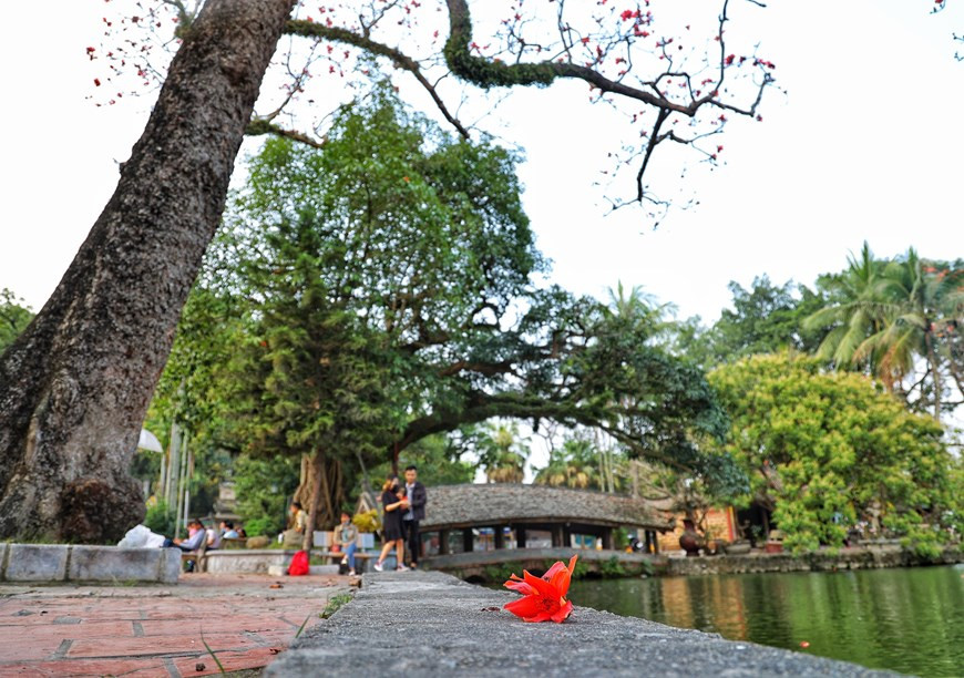 每逢3月份，在乡村的许多道路上，我们不难看到木棉花盛开的景色。一朵朵花儿就像那一簇簇不灭的火焰染红了一片天空。天福寺的木棉花美丽景色每年都吸引许多游客和摄影爱好者前来观赏拍照。木棉花竞相绽放，标志着农民新一个耕种季节的开始，因此蕴藏着快乐和希望。图自Vietnam+