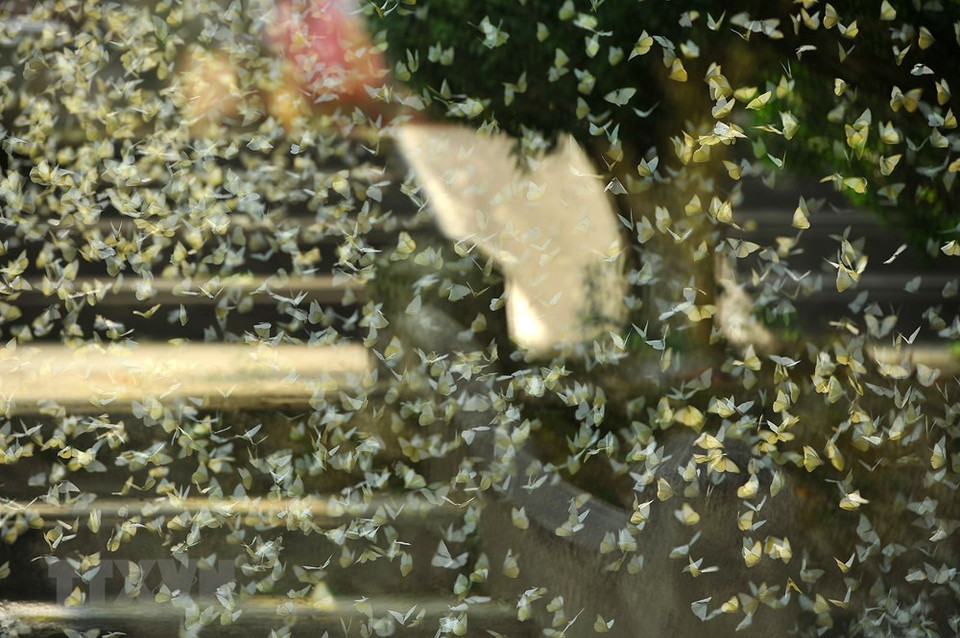 菊芳国家公园蝴蝶资源丰富，蝴蝶种类有400多种，为菊芳国家森林公园营造独特之美，大力吸引游客们前来观光旅游。越通社记者 明德 摄