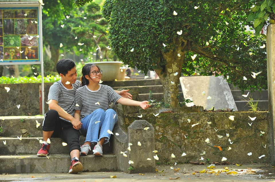 菊芳国家公园蝴蝶飞舞的季节是吸引国内外热爱旅游者关注的新目的地。越通社记者 明德 摄