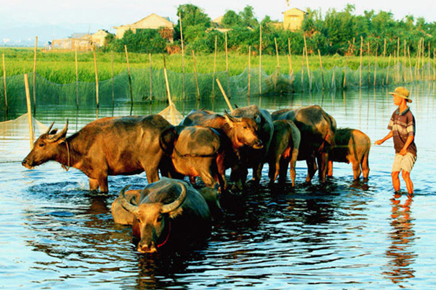 ​​蜻蜓潭顺化泻湖之美（图片来源：越共电子报）