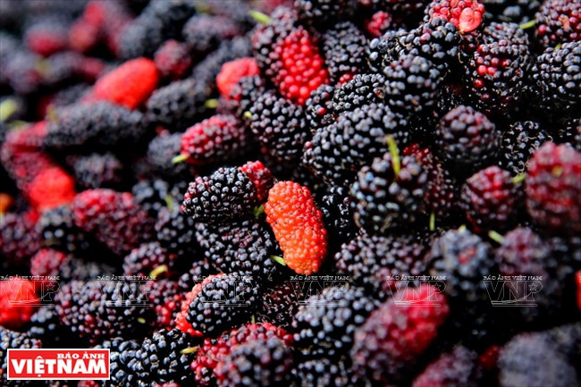 等待售卖的桑果。（图片来源：越南画报）