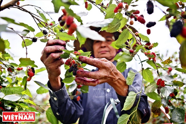 果农采摘时必须耐心细致才能保证果实不烂。（图片来源：越南画报）