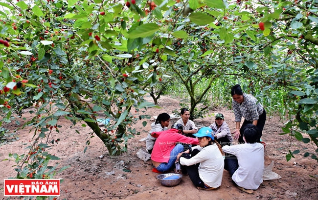 果农在中午休息。（图片来源：越南画报）