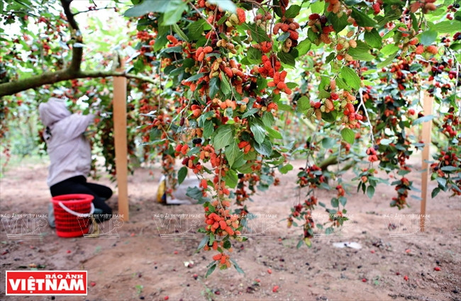 采摘工作是全手工的，效率不高，两人一天仅能采到50公斤。（图片来源：越南画报）