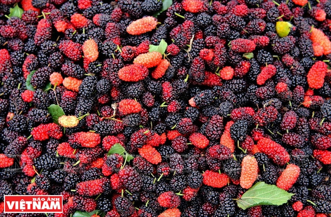 运给商贩前，桑果要置于通风干燥的地方，避免阳光。（图片来源：越南画报）