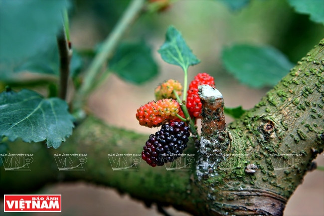 果农采摘时必须耐心细致，以免让未成熟的桑果落地。（图片来源：越南画报）