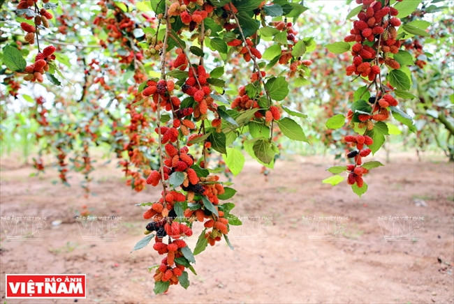 果实累累的桑果串。（图片来源：越南画报）