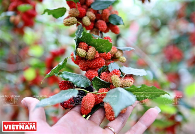 半熟多汁的桑果。（图片来源：越南画报）