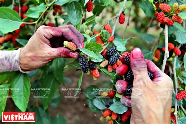 采摘工作必须小心翼翼。（图片来源：越南画报）