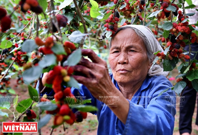 成熟的桑果可以直接吃或做成果汁、药材。（图片来源：越南画报）