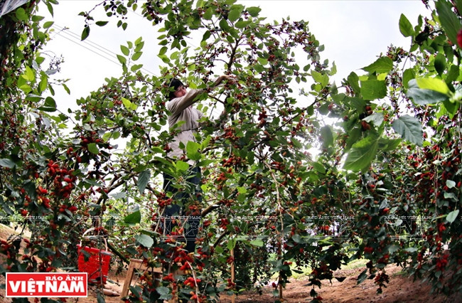 果农要用木梯或椅子登上采摘。（图片来源：越南画报）