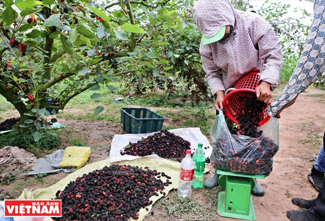 商贩来到果园收购。（图片来源：越南画报）