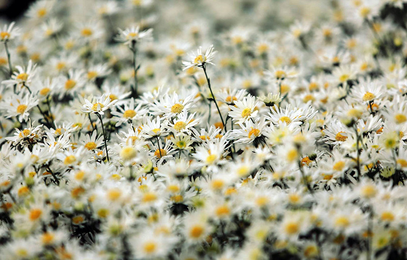 雏菊花——河内初冬的花朵。（图片来源：人民报网）