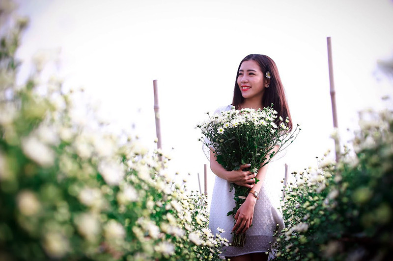 雏菊花的花期较短，仅在2到3个星期的时间。（图片来源：人民报网）