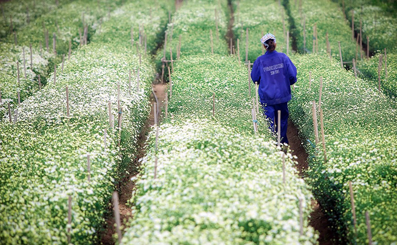 雏菊花主要种植在日新花村。（图片来源：人民报网）