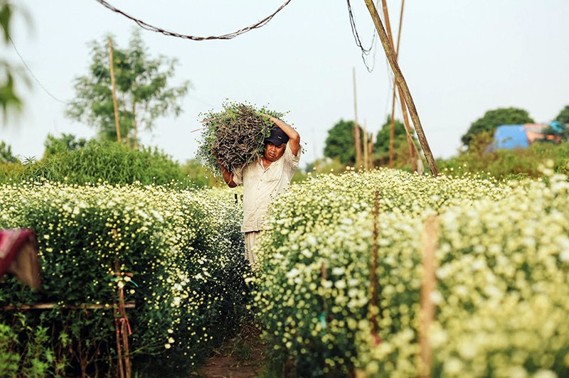 雏菊花近年来颇受年轻人的喜爱。（图片来源：人民报网）