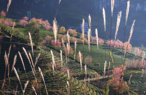 春天的天堂。图自互联网